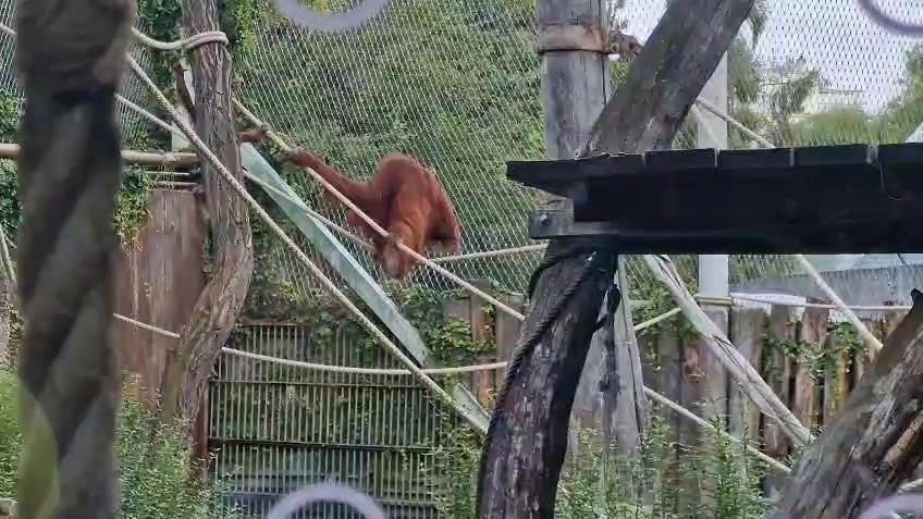 Zoo v Praze si připomněla mezinárodní den orangutanů. Jsou kriticky ohrožení