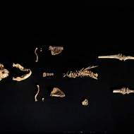 Fosilie předků člověka, samice a dítěte druhu Australopithecus afarensis, přistály v Praze v pátek 15. srpna.