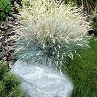 Kostřava modrá (Festuca glauca)