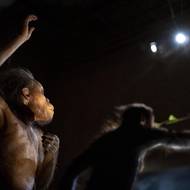 První část expozice je zasvěcena samotnému vývoji lidského rodu a odvíjí se v ní příběh dlouhý téměř sedm milionů let ukázaný prostřednictvím odlitků vzácných fosilií.