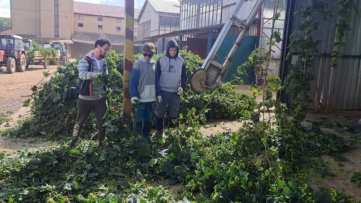 Chmelové brigády na Ústecku stále lákají, studenty doplňují najatí cizinci a srdcaři