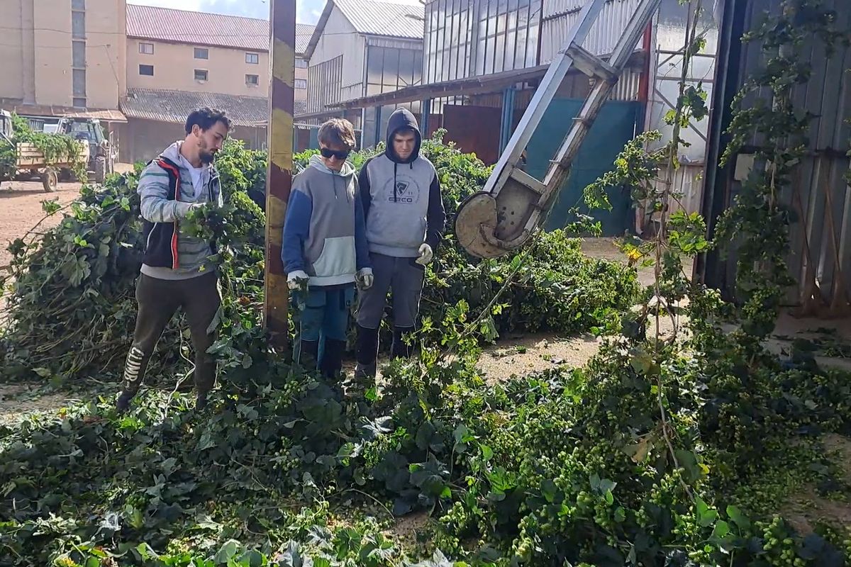 Chmelové brigády na Ústecku stále lákají, studenty doplňují najatí cizinci a srdcaři