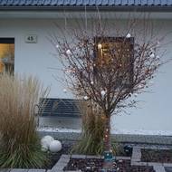 Calamagrostis x acutiflora vedle slivoně myroblánu s vánoční výzdobou ukazuje, jak dlouho mohou okrasné trávy zdobit zahradu.