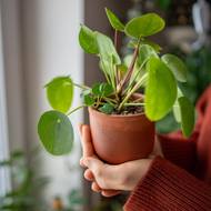 První rostlinky piley v Evropě se šířily mezi lidmi formou odnoží.