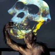 Aklimatizace a příprava na vystavení fosilií trvala deset dní.