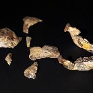 Kostra Lucy byla objevena v roce 1974, Selam poté v roce 2000.