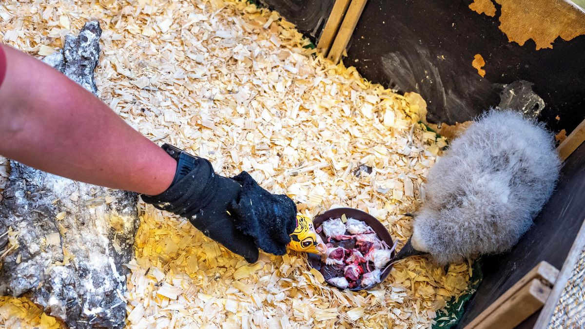 Ptačí chřipka v pražské zoo. Zahrada přijímá mimořádná opatření