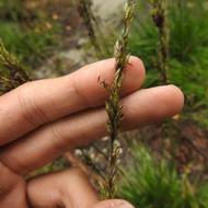 Bezkolenec modrý (Molinia caerulea)