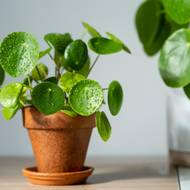 Pilea ve své domovině roste na vlhkých a stinných místech.