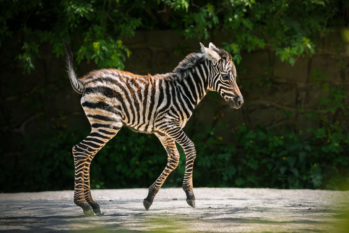 Malá zebřička se narodila přímo před zraky návštěvníků v Safari Parku