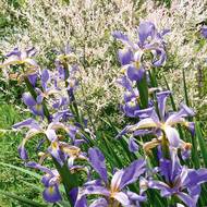 Kosatec (Iris versicolor) je rostlina, která má ráda vlhké až mokré prostředí. Za ní je známá japonská vrba ‚Hakuro-Nishiki‘.