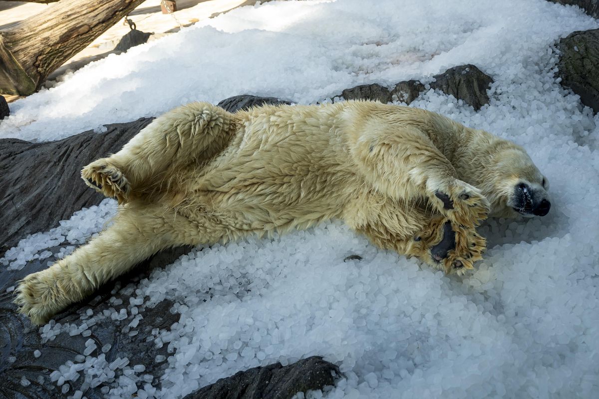 FOTO: Tuny ledu zasypaly zvířata. Zoo Praha si připravila mrazivé osvěžení