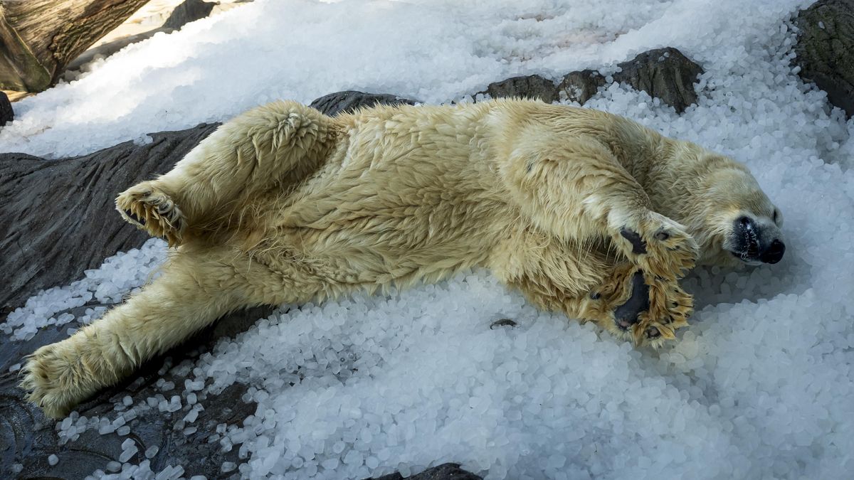 FOTO: Tuny ledu zasypaly zvířata. Pražská ZOO tak pomáhá zvířatům v horkých dnech.