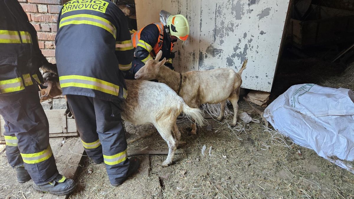Z hořícího stavení na Vyškovsku zachránili hasiči i dvě kozy, na jednoho z nich spadl trám