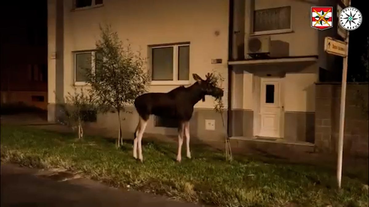 Los Emil si pod policejním dohledem užil procházku nočním Hodonínem