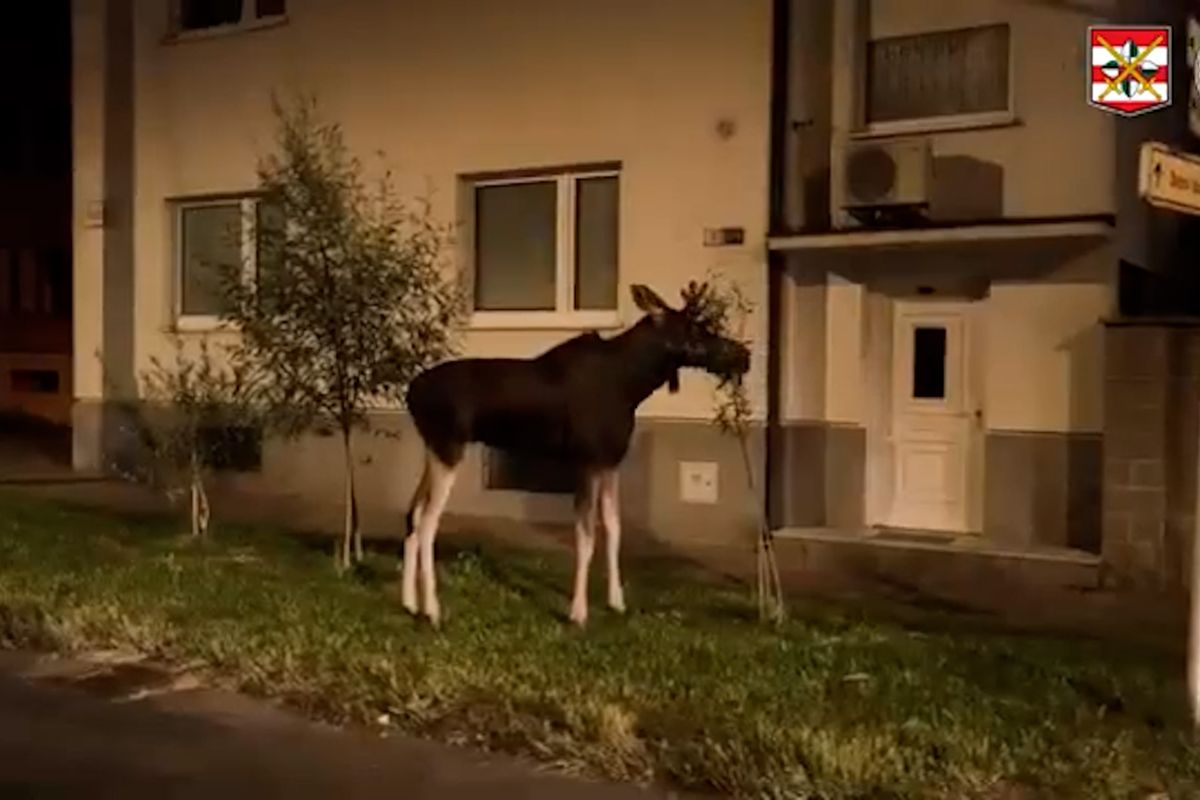 Los Emil si pod policejním dohledem užil procházku nočním Hodonínem