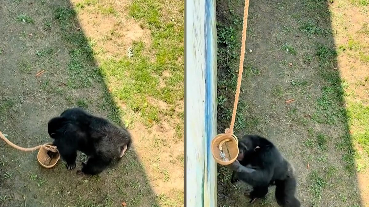 Šimpanz v čínské zoo vrátil návštěvníkovi do spuštěného košíku brýle
