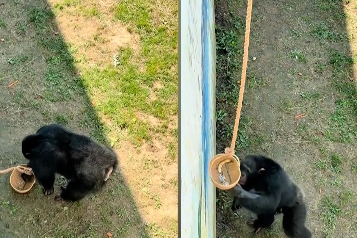 Šimpanz v čínské zoo vrátil návštěvníkovi do spuštěného košíku brýle