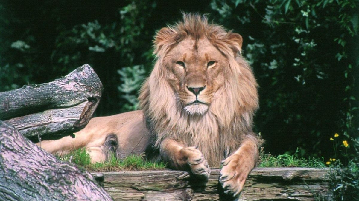 Nechcete už svého mazlíčka? Přineste ho. Dánská zoo shání krmivo pro šelmy