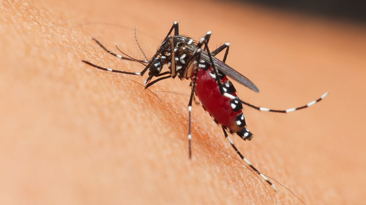Nebezpeční komáři na jihu Evropy. Češi se vracejí z dovolené s tropickou horečkou