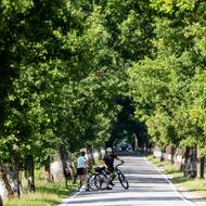 Návštěvníci zastavují aby si vyfotili stromořadí mezi rybníky Vyšehrad a Stolec.