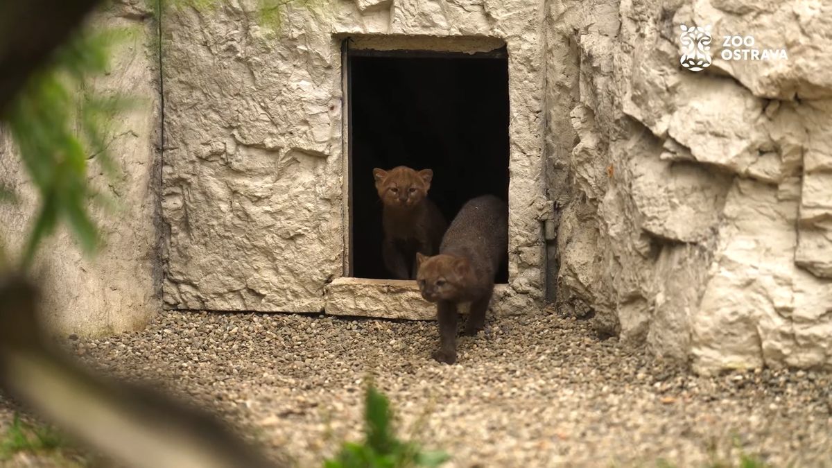 Rarita v ostravské zoo: Mláďata koček, které vypadají jako lasičky