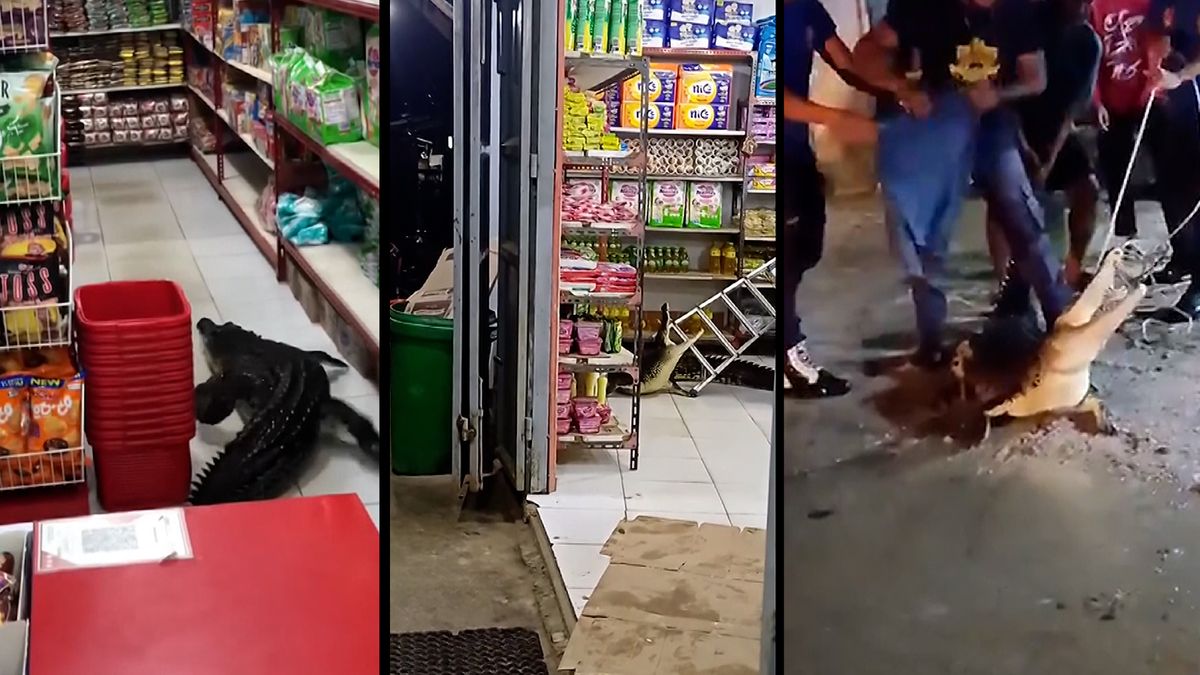 Krokodýl vnikl do supermarketu. Na dlaždičkách mezi regály mu to děsně klouzalo