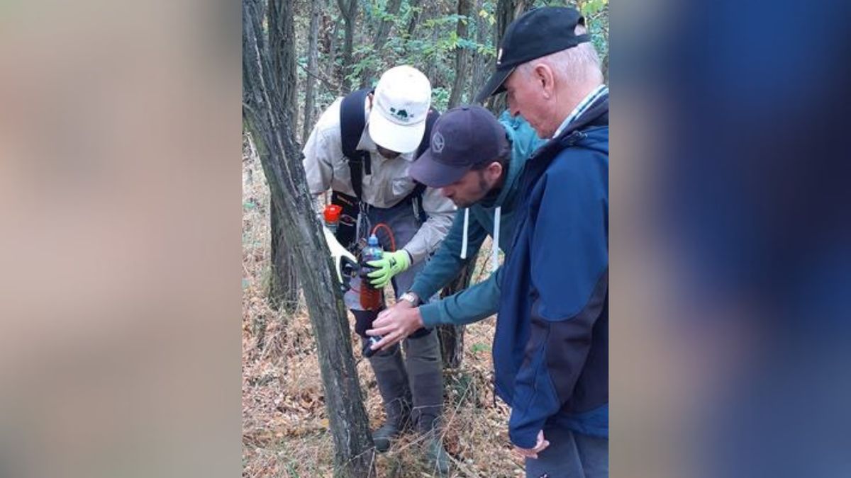 Nové Mlýny ohrožují invazivní dřeviny. Odborníci je likvidují injektáží herbicidu