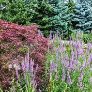 Kyprej je skvělá nenáročná trvalka, kterou najdeme i v přírodě. Roste jak ve vlhčích půdách, tak i přímo ve vodě, a kvete krásnými růžovofialovými klasy od léta až do konce září. Červenolistý javor dlanitolistý je v Japonsku typickým doplňkem vody.