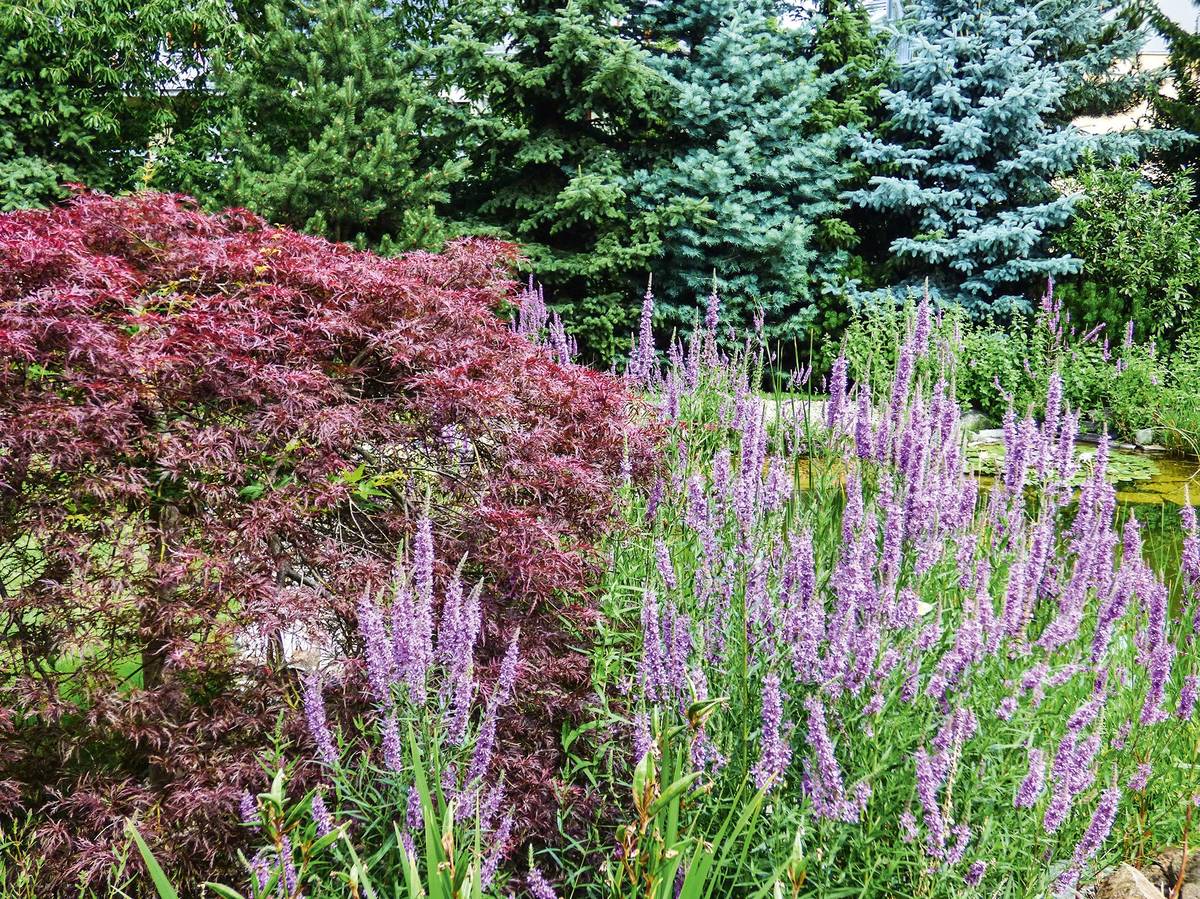 Kyprej je skvělá nenáročná trvalka, kterou najdeme i v přírodě. Roste jak ve vlhčích půdách, tak i přímo ve vodě, a kvete krásnými růžovofialovými klasy od léta až do konce září. Červenolistý javor dlanitolistý je v Japonsku typickým doplňkem vody.