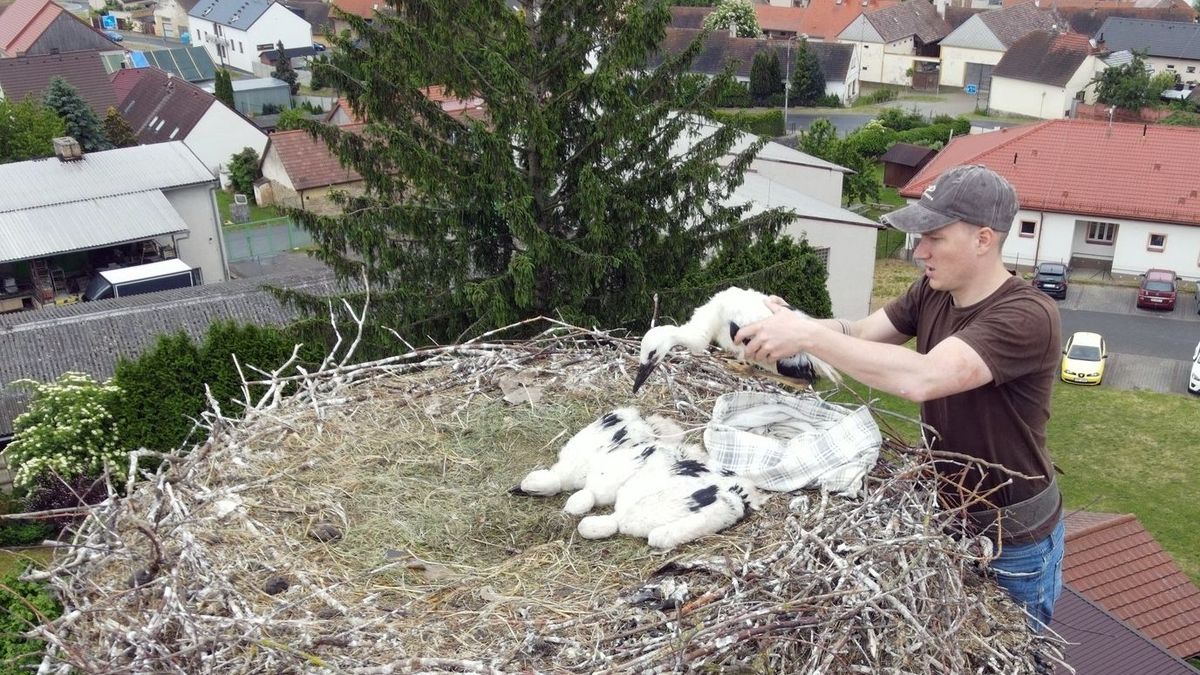 Adopce mláďat. Když čapí tragédie končí happyendem