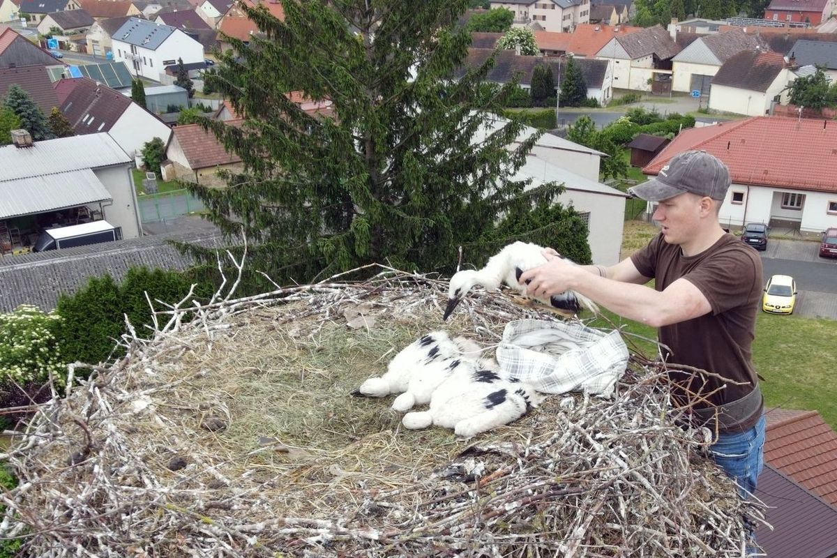 Adopce mláďat. Když čapí tragédie končí happyendem