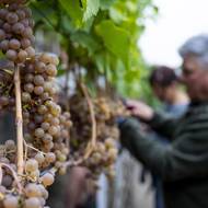 Na čtyřech kaskádách se pěstuje celkem 262 hlav. 