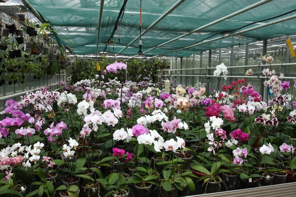 Botanická zahrada Mendelovy univerzity trpí nedostatkem vody, musí si pořídit hlubinný vrt 
