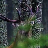 Pokud jelen „větří“, může tušit nebezpečí. Může se obávat třeba vlků. 