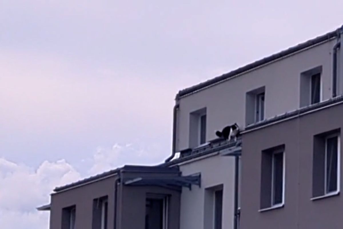 V Holicích chodila po střeše border kolie