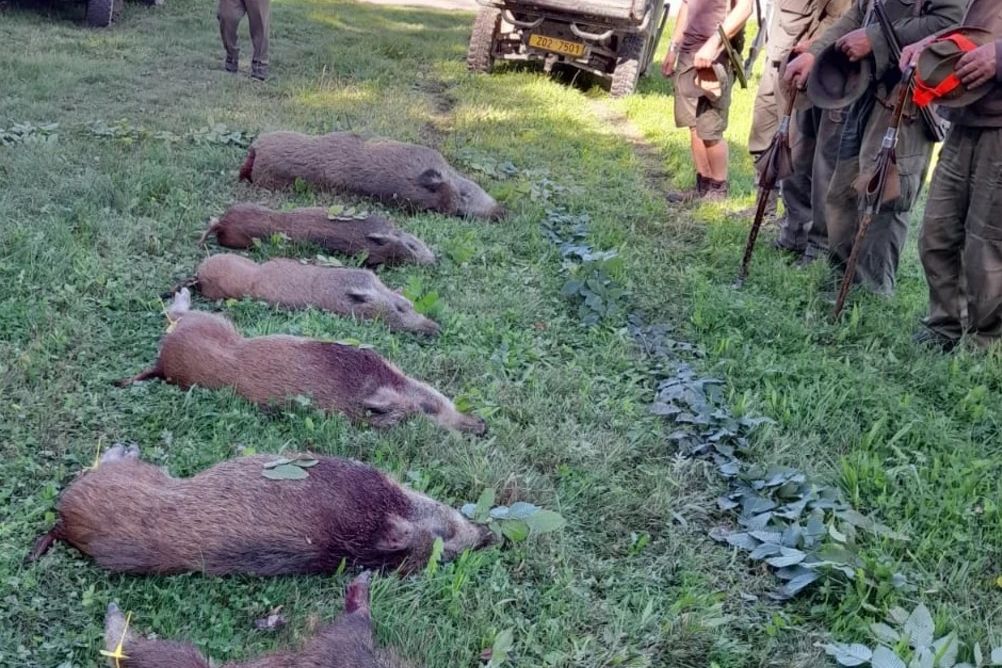 Myslivci zachránili fotbalové hřiště ve Vizovicích před divočáky