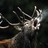 Troubení jelenů se dá napodobit speciálním nástrojem - řevnicí. Pokud chce fotograf přilákat silného samce, předstírá troubení slabšího. 