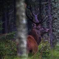 Z dostatečné vzdálenosti nicméně není jelen pro člověka nijak nebezpečný. Působí klidně a majestátně. 