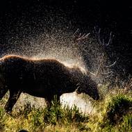 I pořádné vymáchání jelenovi pomáhá, aby byl co nejvýraznější. 