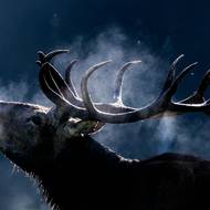 Lesy nejen na Šumavě se ozývá pověstné troubení. Jeleni o sobě dávají vědět. 