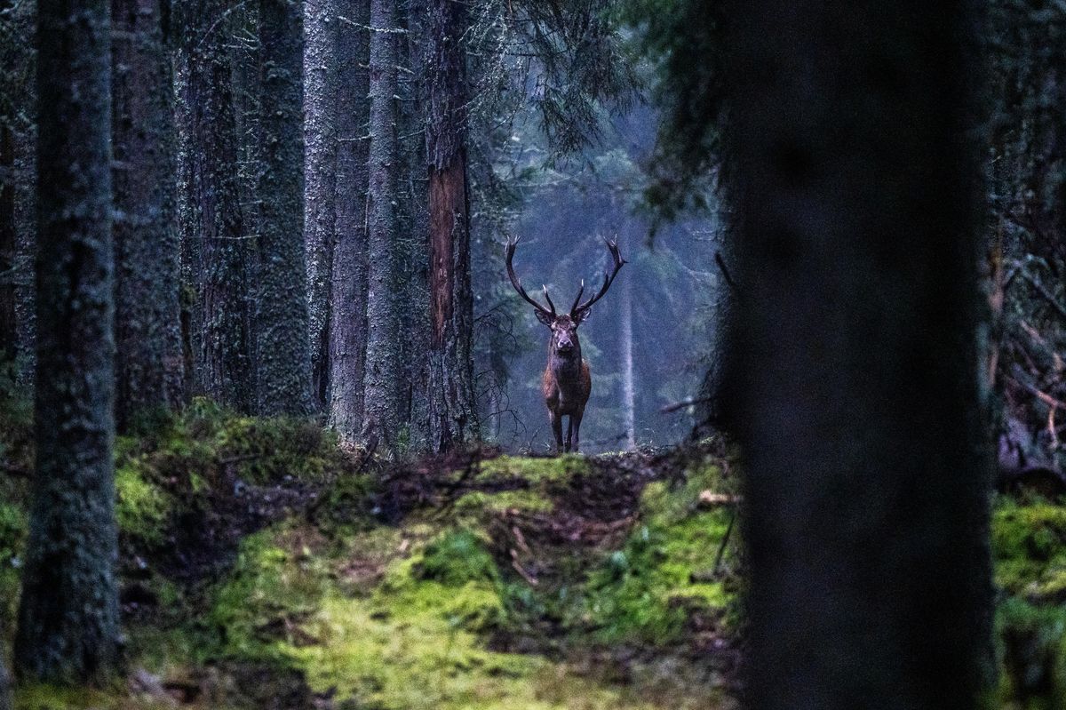FOTO: Českými lesy zní troubení. Jeleni soupeří o partnerky