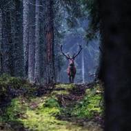 Vzácný okamžik pro fotografa, setkání s jelenem v lese mimo oboru. 