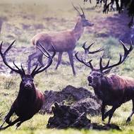 Dochází i k soubojům. Jeleni se vyhánějí z teritorií, často dojde i na zaklesnutí parohů. 