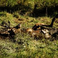 Kaliště, kde se jeleni válejí v bahně. 