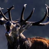 Přelom září a října je období říje samic vysoké zvěře. Jeleni soupeří o pozornost a o partnerky. 