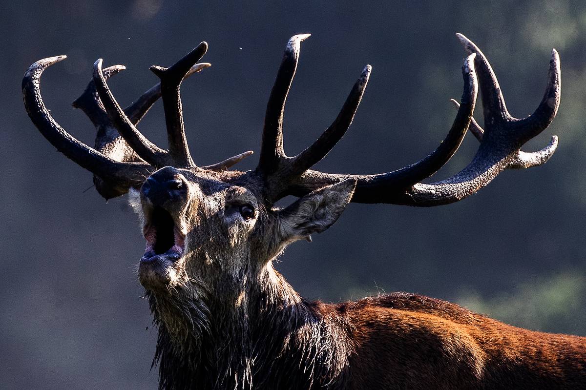 Přelom září a října je období říje samic vysoké zvěře. Jeleni soupeří o pozornost a o partnerky.