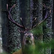 Se změnami teplot se říje posouvá spíš do září. 