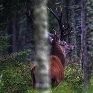 ... nicméně říje je pro ně natolik vyčerpávajícím obdobím, že klidně 40 kilo ztratí. 