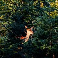 Laně, i ty tu běží.